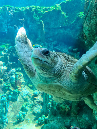 Green Sea Turtle (Chelonia mydas) in the aquarium