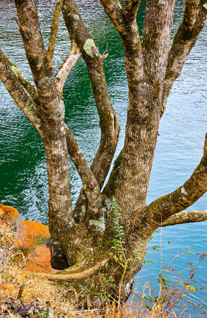 Old tree on the bank of the lake in winter,の写真素材