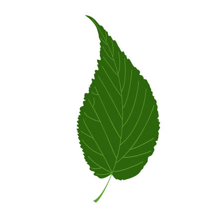 Leave vector iconのイラスト素材