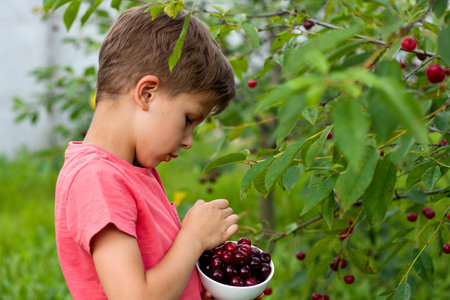 preschool boy picking ripe red cherries from tree in home garden. Portrait of happy child with plate...