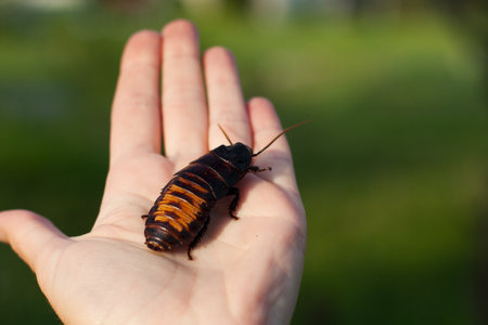 huge Madagascar cockroach sitting on palm of person. Close up of cockroach in hand background of green grass. Wildlife insect, exotic pet. entomology. outdoor.の写真素材