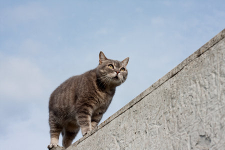 gray tabby cat with yellow eyes standing on concrete fence, blue sky background. beautiful fluffy cat walking along the fence, carefully looking ahead. outdoor. Space for text.の写真素材