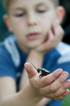 large Madagascar cockroach sitting on palm of child. Blurred portrait of child holding huge...