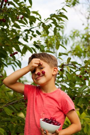 preschool boy picking and eating ripe red cherries from tree in home garden. Portrait of happy child with plate of cherries in background of cherry orchard. summer harvest season.の写真素材