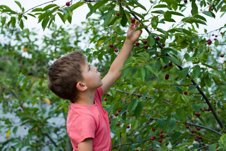 preschool boy picking and eating ripe red cherries from tree in home garden. closeup portrait of happy boy in cherry orchard. summer harvest season. selective focusの写真素材