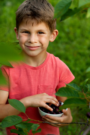 preschool boy picking and eating ripe red cherries from tree in home garden. closeup portrait of happy child with plate of cherries in background of cherry orchard. summer harvest season.の写真素材