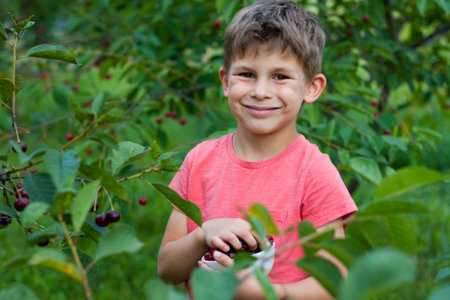 preschool boy picking and eating ripe red cherries from tree in home garden. closeup portrait of happy child with plate of cherries in background of cherry orchard. summer harvest season.の写真素材