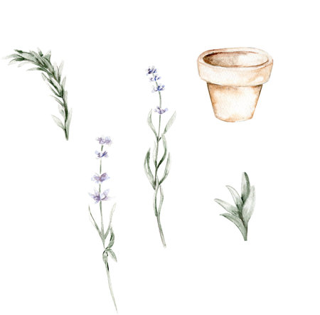 Hand drawn lavender sprigs and clay potの写真素材