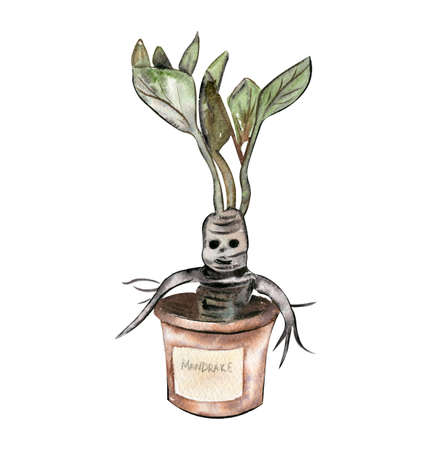 Magical talking plant mandrakeの写真素材