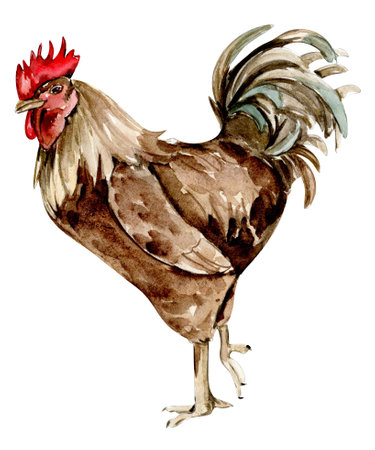 Watercolor hand drawn brown chicken. Watercolor illustration of hen. Hand drawn watercolor on a white background. Perfect for wedding invitation, greetings card, posters.の写真素材