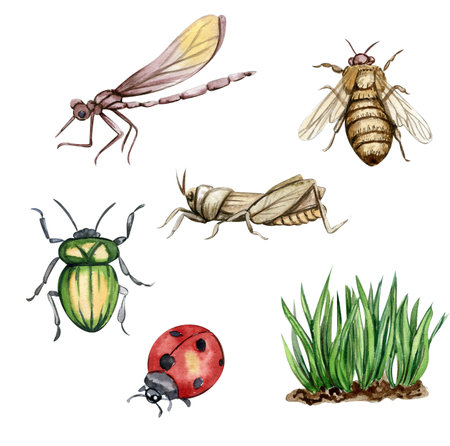 Watercolor illustration set of insects, grasshopper, bumblebee, dragonfly. Hand drawn watercolor elements on a white isolated background. Perfect for wedding invitation, greeの写真素材