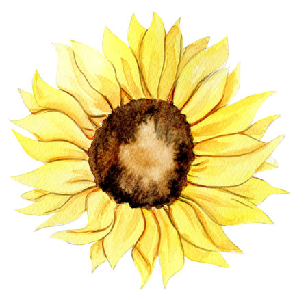 Sunflower, watercolor flower. Hand drawn illustration isolated on white. Summer yellow garden. Designf for baby shower party, birthday, cake, holiday celebration design, greetings card,invitation.の写真素材
