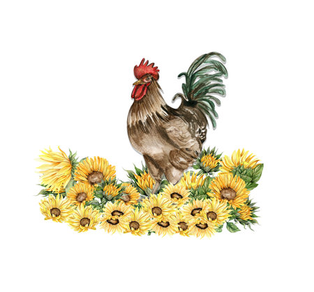 Watercolor sunflowers and rooster composition. Hand drawn illustration of a farm. Perfect for wedding invitation, greetings card, posters.の写真素材