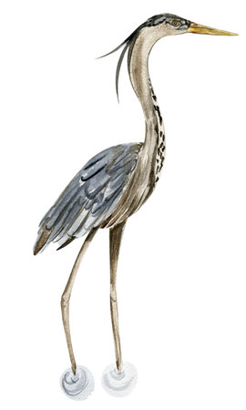 Watercolor hand drawn heron bird. Watercolor illustration of wild animal. Perfect for wedding invitation, greetings card, posters.の写真素材