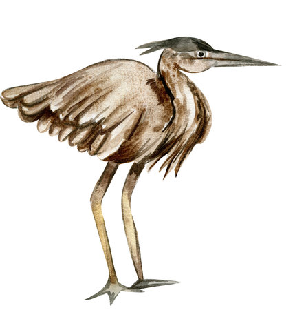 Watercolor hand drawn heron bird. Watercolor illustration of wild animal. Perfect for wedding invitation, greetings card, posters.の写真素材