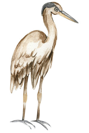 Watercolor hand drawn heron bird. Watercolor illustration of wild animal. Perfect for wedding invitation, greetings card, posters.の写真素材