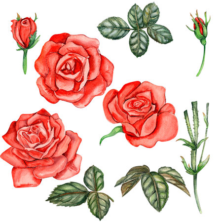 Watercolor hand drawn set of roses and leaves. The collection of garden flowers, leaves, twigs, botanical illustration. Rose bud. Design elements for cards, posters, design for clothesの写真素材