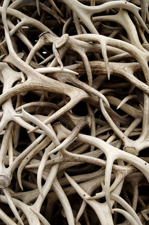 Antlersの写真素材