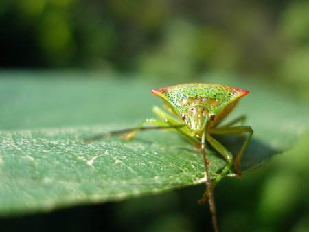 plant bug - closeup
