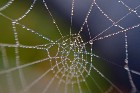 spider's web with pearls of dew - closeup