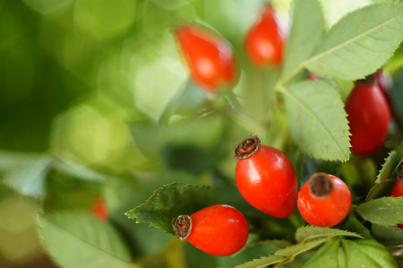 rose hip - horizontal formatの写真素材