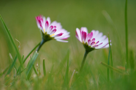 two daisies (bellis perennis) - closeupの写真素材