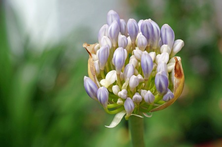 Bud of African lilie agapanthusの写真素材