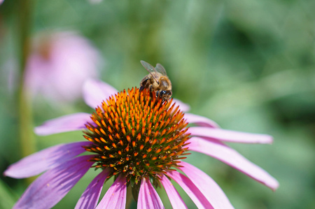 bee on blossom of purple coneflowerの写真素材