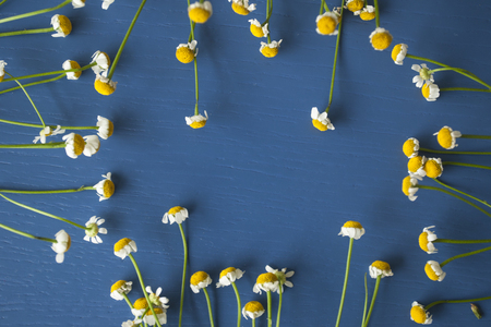 Camomile frame on a blue wooden backgroundの写真素材