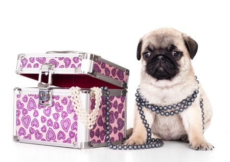 pug purebred puppyの写真素材