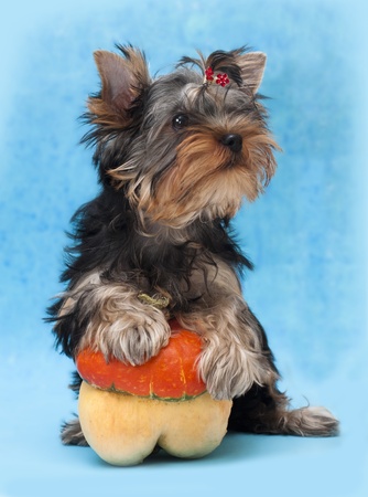 yorkshire terrier Puppy の写真素材