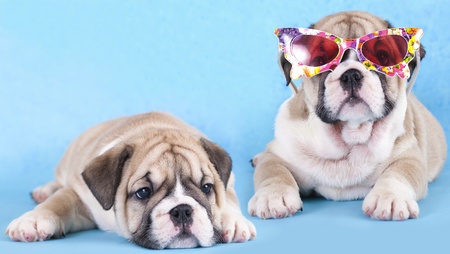 english Bulldog puppy in sunglasses の写真素材
