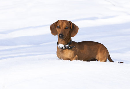 dog dachshundの写真素材