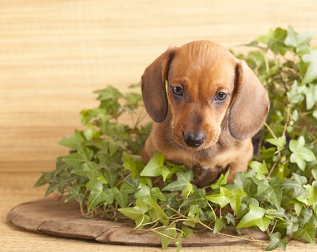 dachshund puppy among the ivy leavesの写真素材