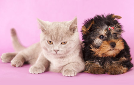 Yorkshire Terrier puppie  and kittenの写真素材