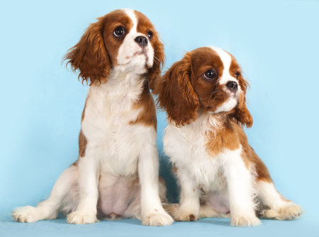 Cavalier King Charles Spaniel puppy の写真素材