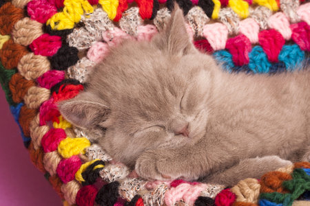 sleeping kittenの写真素材