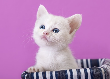 kittenの写真素材