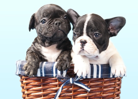 french bulldog puppyの写真素材