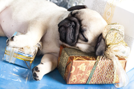sleeping puppy pug and gifts christmas の写真素材