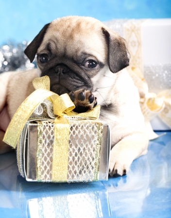sleeping puppy pug and gifts christmas の写真素材