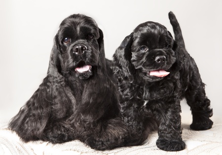 American Cocker Spaniel puppy and his motherの写真素材