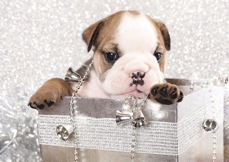 english Bulldog puppy and gifts christmas の写真素材