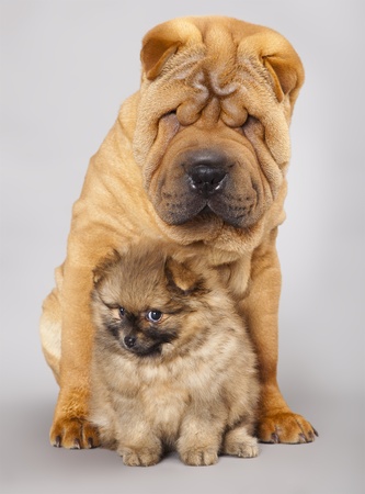 shar pei puppy and Spitzの写真素材