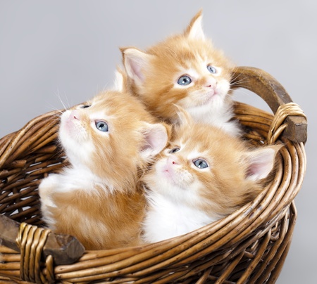 kitten Maine Coonの写真素材