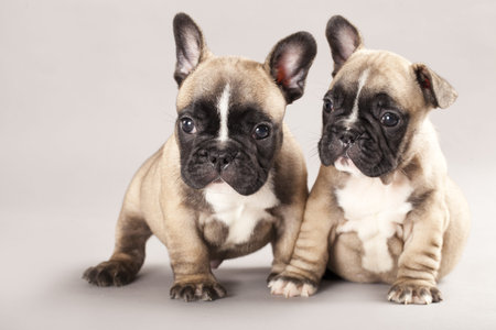 couple in love French bulldogs, puppyの写真素材