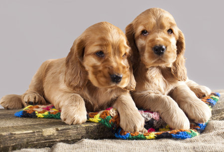 spaniel,