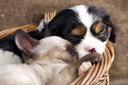spaniel  puppy and kitten 