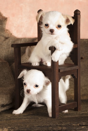 puppy Chihuahua の写真素材