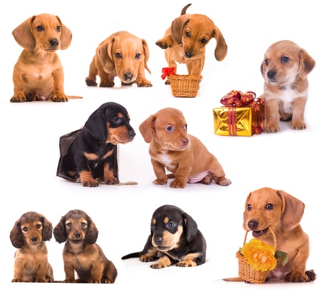 Dachshund puppies in different posesの写真素材